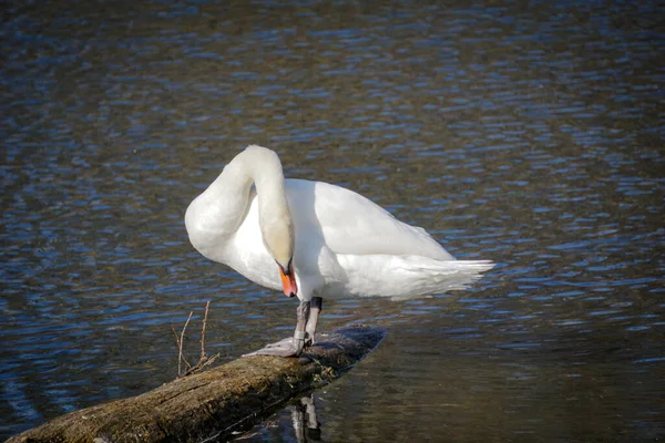 白い白鳥が水面に立っている — ストック写真