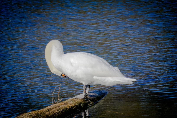 Cisne Branco Borda Água — Fotografia de Stock