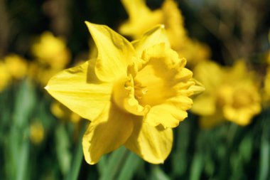 Sarı nergis çiçeği, çözülmüş arkaplan