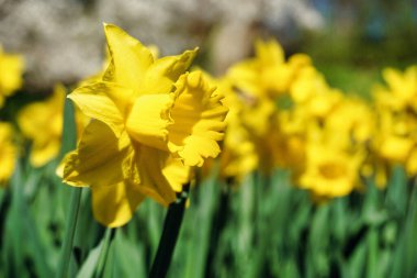 Sarı nergis çiçekleri, çözülmüş arka plan