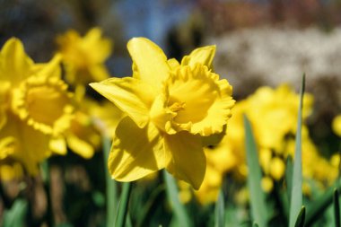 Sarı nergis çiçekleri, çözülmüş arka plan
