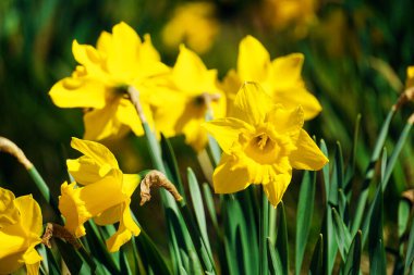 Sarı nergis çiçekleri, çözülmüş arka plan