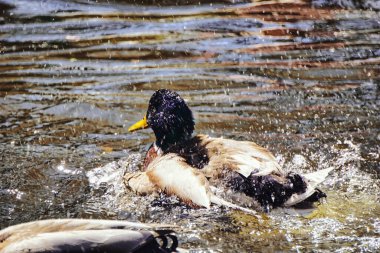 su birikintisi içinde yüzmeye ördek
