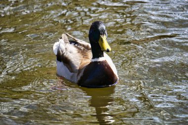 Ördek gölette yüzüyor - ön manzara