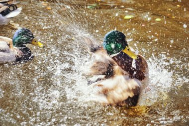 Ördek gölette su sıçratıyor.