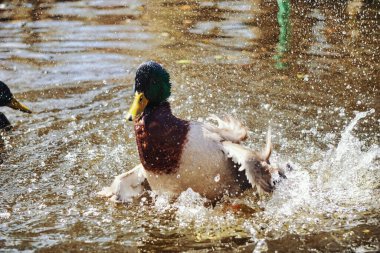Ördek gölette su sıçratıyor.