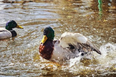 Ördek gölette su sıçratıyor.