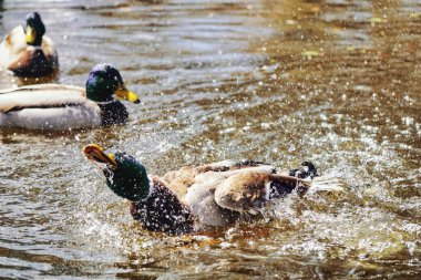 Ördek gölette su sıçratıyor.
