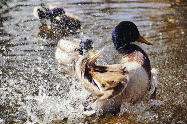 Ördek gölette su sıçratıyor.