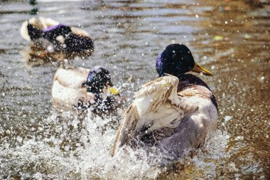 Ördek gölette su sıçratıyor.