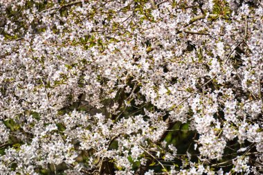 Çiçekli beyaz Japon kiraz ağacı.