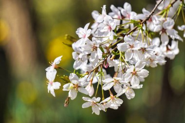 Çiçekli beyaz Japon kiraz ağacı - bir dala yakın çekim