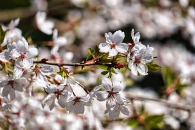 Çiçekli beyaz Japon kiraz ağacı - bir dala yakın çekim