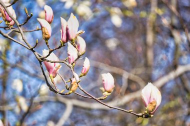 Pembe çiçekli manolya ağacı, odaklanmış arka plan