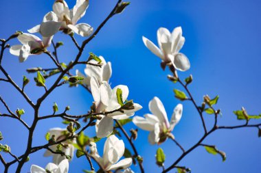 Çiçekli beyaz manolya dalı