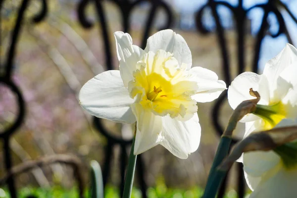 White Daffodils Defocused Background — стоковое фото