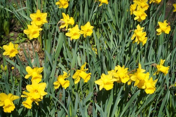 Yellow Daffodils Flowers Flowerbed —  Fotos de Stock