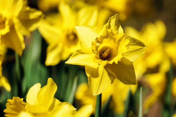Yellow Daffodils Flowers Defocused Background —  Fotos de Stock