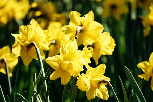 Жовті Квіти Нарцисів Саду — стокове фото