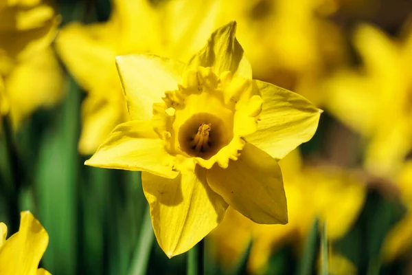 Narcisos Amarillos Flores Jardín —  Fotos de Stock