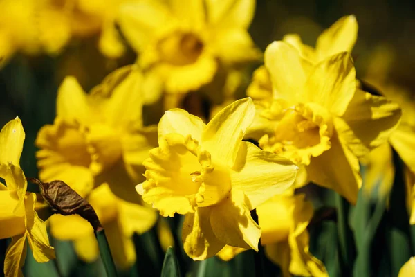 Жовті Квіти Нарцисів Саду — стокове фото