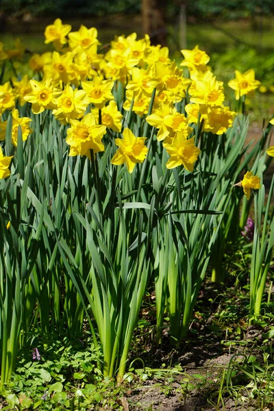 Yellow Daffodils Flowers Flowerbed — стоковое фото