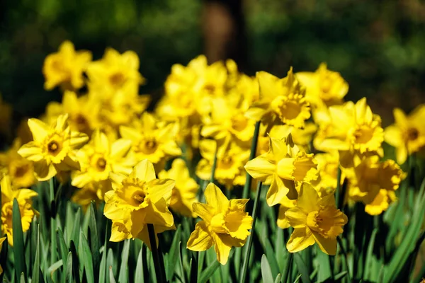 Жовті Квіти Нарцисів Осквернений Фон — стокове фото