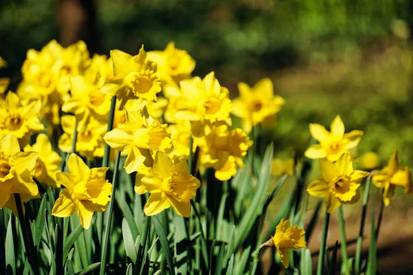 Yellow Daffodils Flowers Defocused Background — стоковое фото