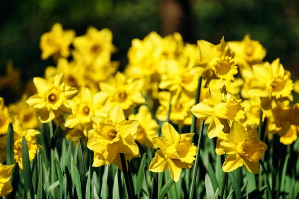 Sarı nergis çiçekleri, çözülmüş arka plan