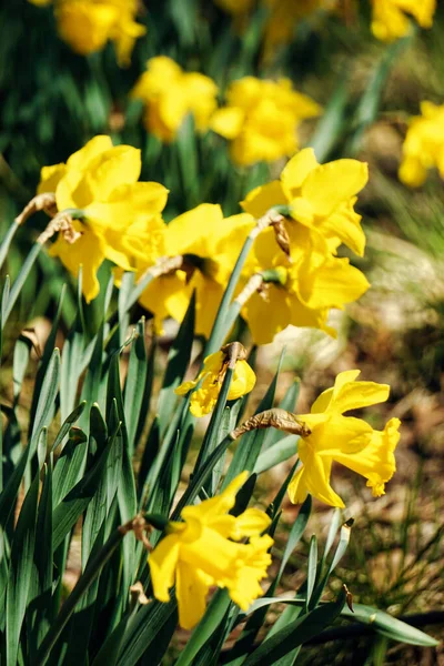 Желтые Цветы Нарциссов Саду — стоковое фото