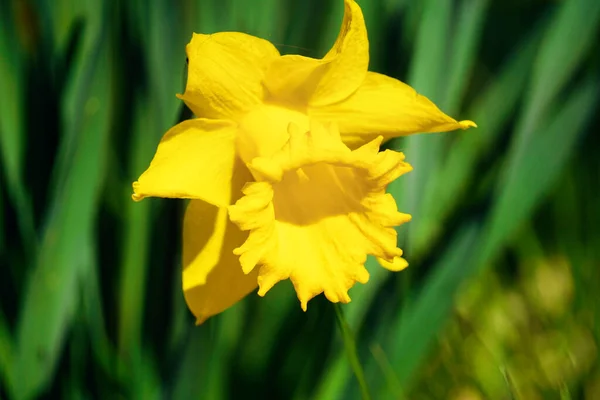 Yellow Daffodils Flower Defocused Background —  Fotos de Stock