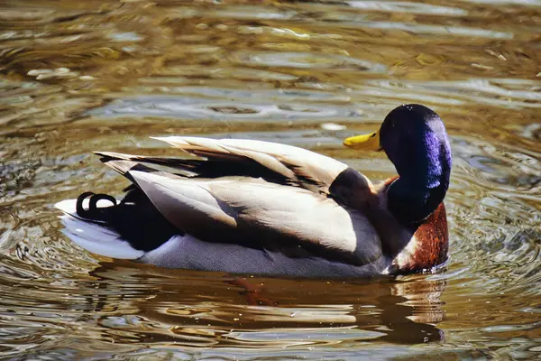 Pato Nadando Estanque — Foto de Stock