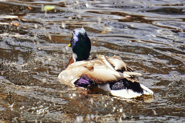 Ente Schwimmt Teich Rückseite — Stockfoto