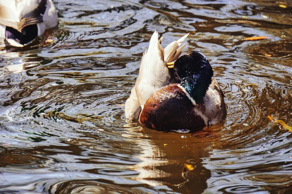 头朝下的鸭使水面弯曲 — 图库照片