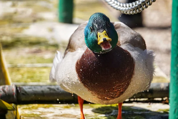 Duck Open Mouth — Stock Photo, Image