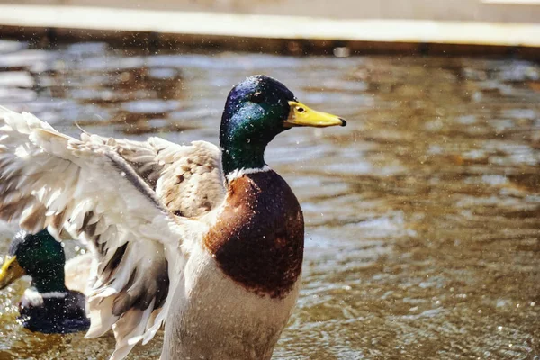 Canard Aux Ailes Déployées — Photo