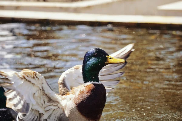 Canard Aux Ailes Déployées — Photo