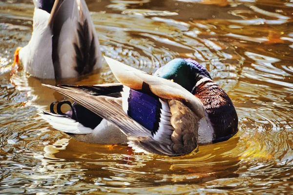 アヒルが池で泳いでいて — ストック写真