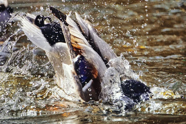 Kachní Potápění Jezírku Stříkaná Voda — Stock fotografie
