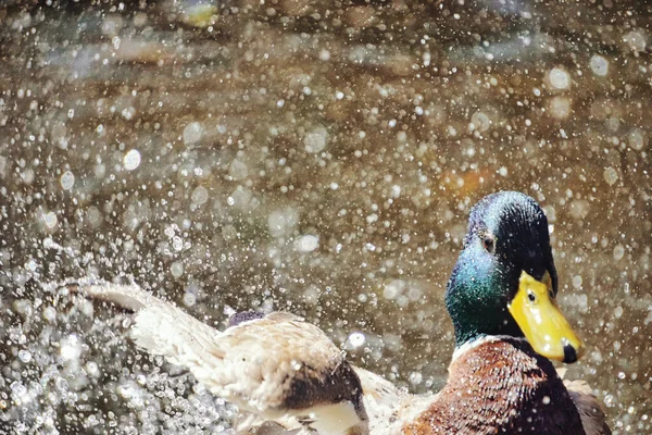 Göletteki ördek ve sıçramış su