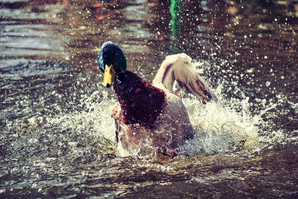 Duck Splashing Water Pond — 图库照片