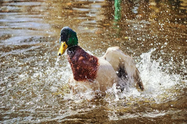 Duck Splashing Water Pond — 图库照片