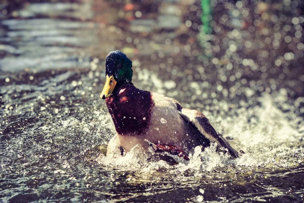 Duck Splashing Water Pond — 图库照片