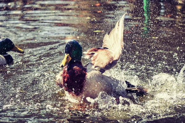 Pato Salpicando Agua Estanque — Foto de Stock