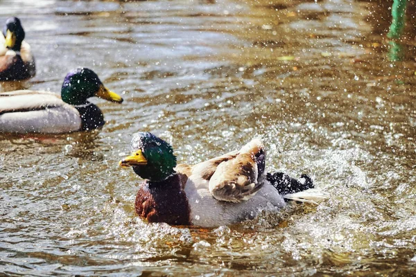 Duck Splashing Water Pond — Stockfoto