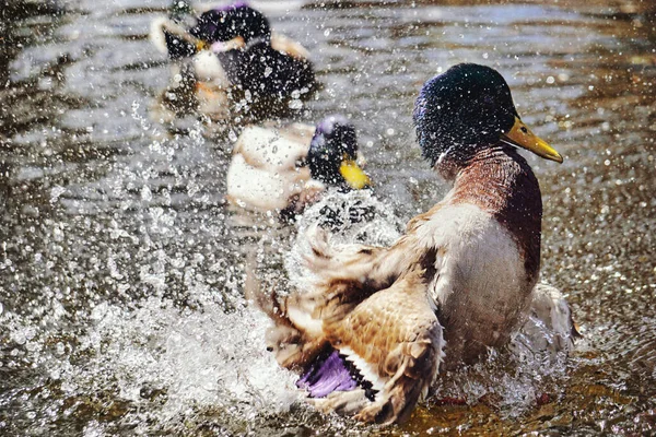 Duck Splashing Water Pond — Stockfoto