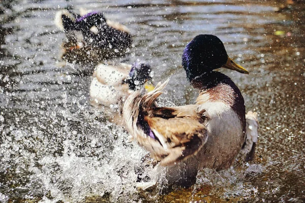 Ördek gölette su sıçratıyor.
