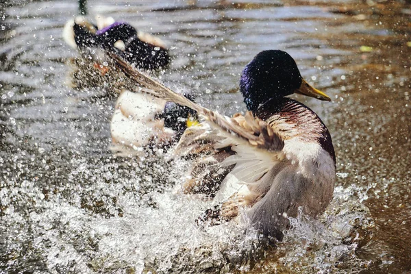 Ente Planscht Wasser Teich — Stockfoto