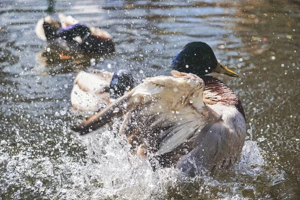 Ente Planscht Wasser Teich — Stockfoto