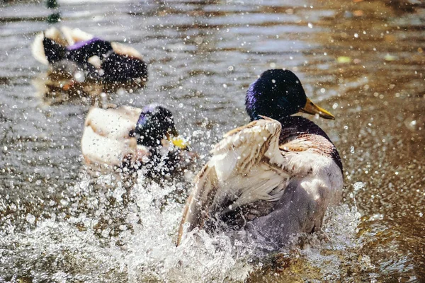 Duck Splashing Water Pond — Stockfoto
